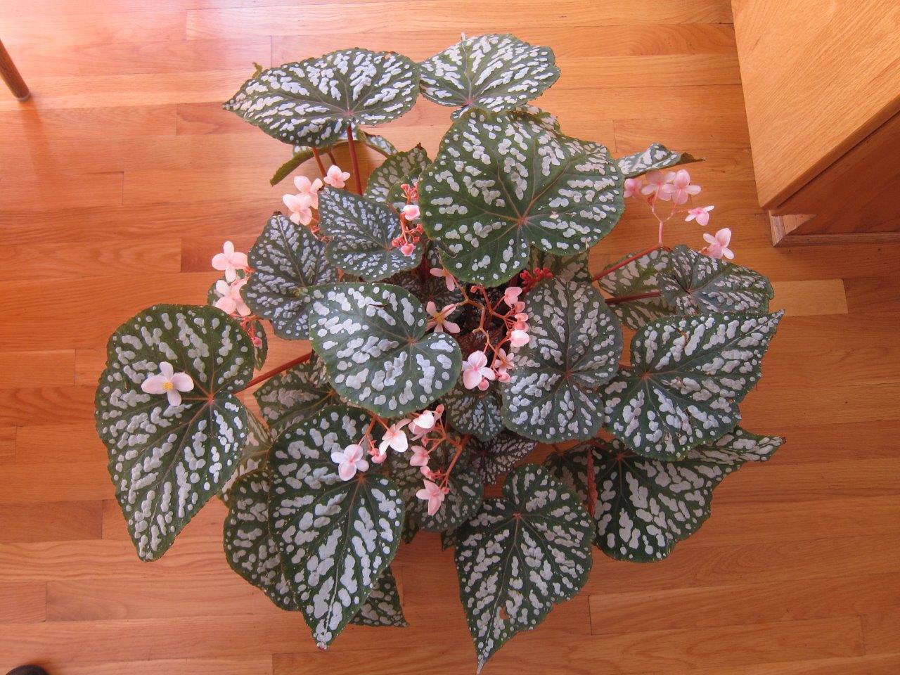 B. ‘Betsy’